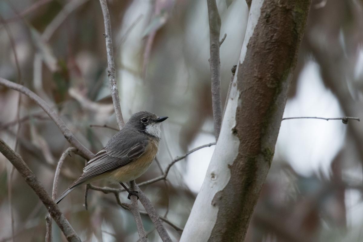 Rufous whistler (Pachycephala rufiventris)