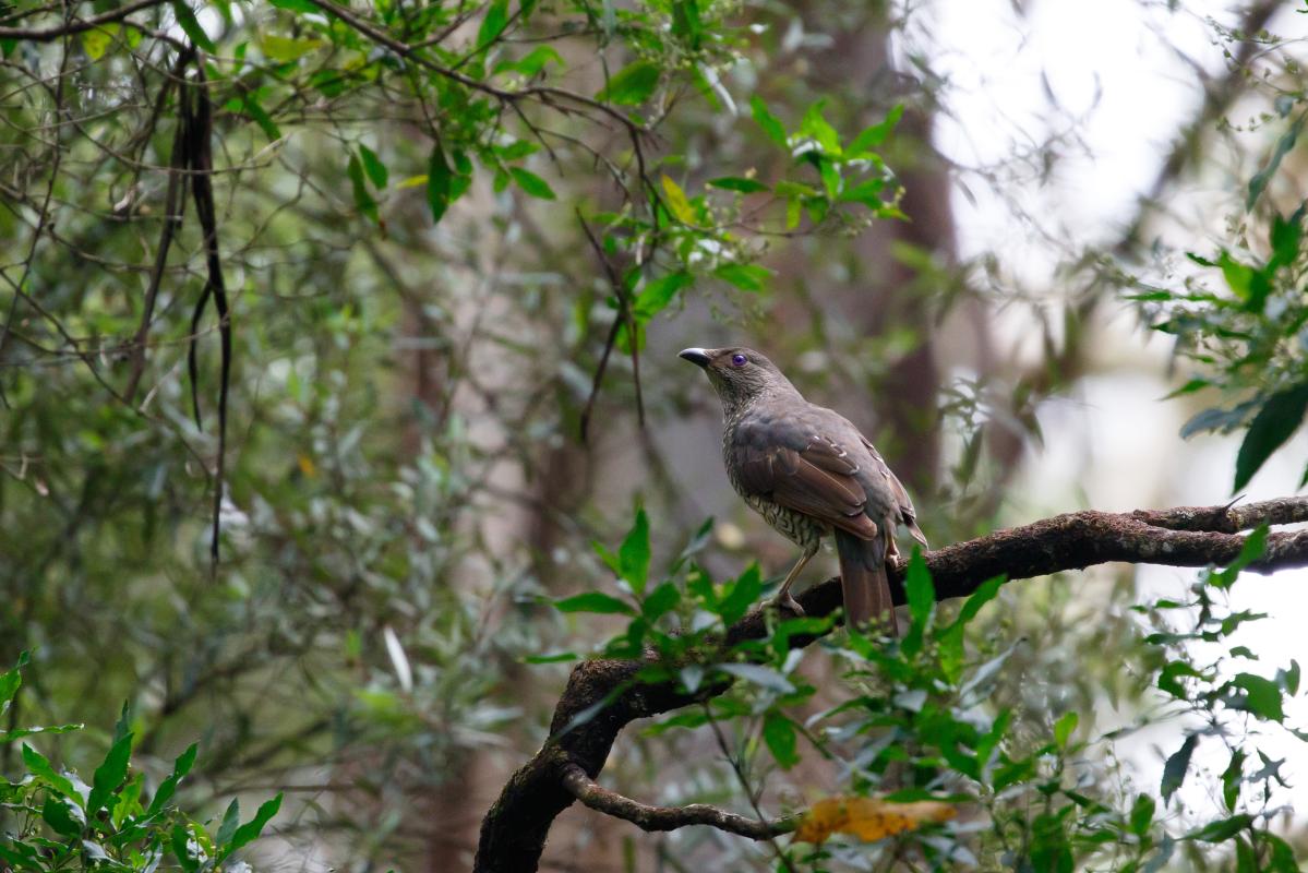 Satin Bowerbird (Ptilonorhynchus violaceus)