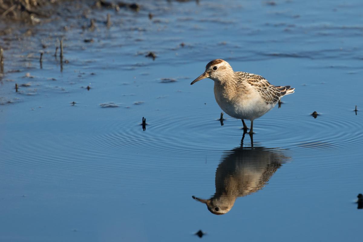 Sharp-tailed Sandpiper (Calidris acuminata)