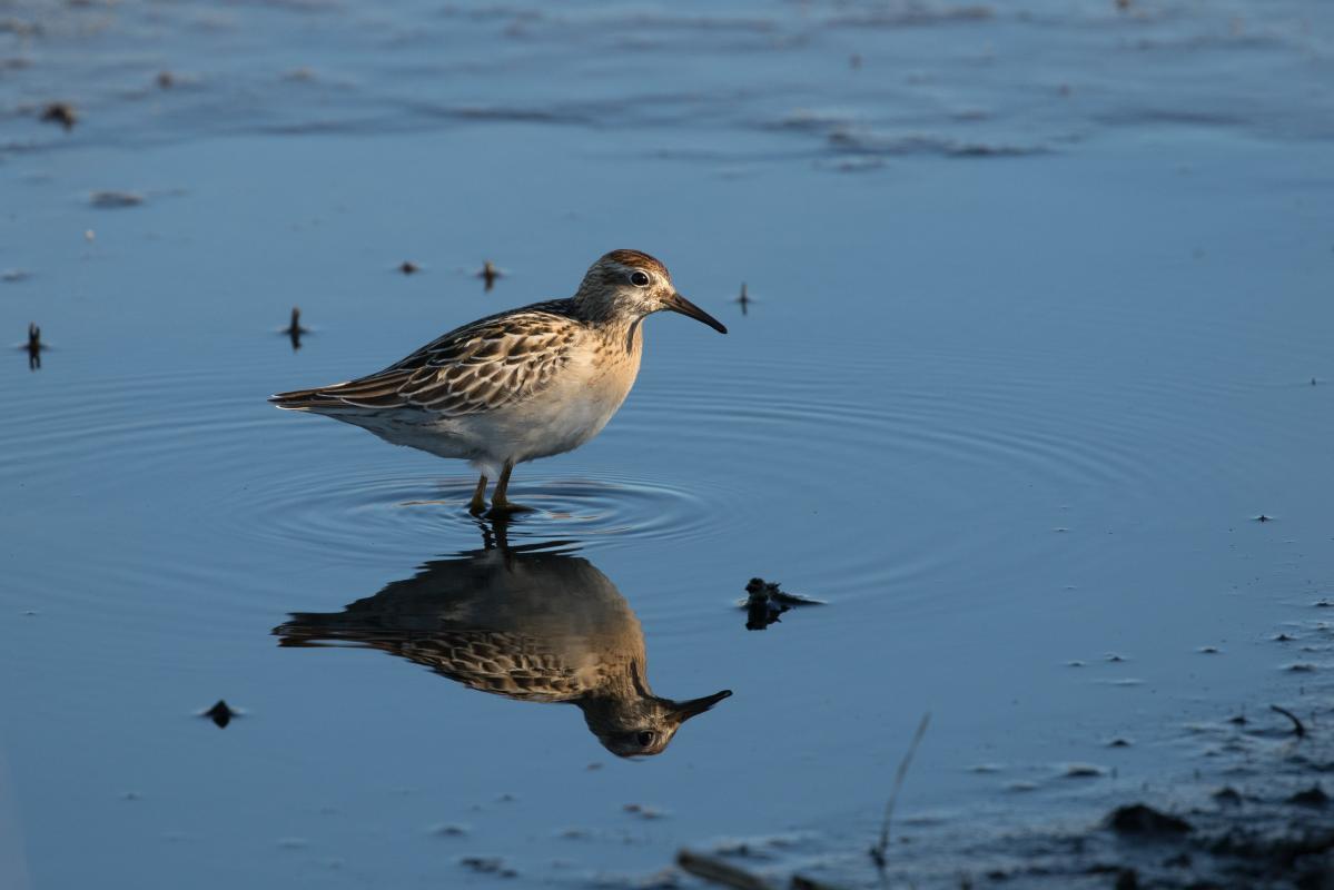 Sharp-tailed Sandpiper (Calidris acuminata)