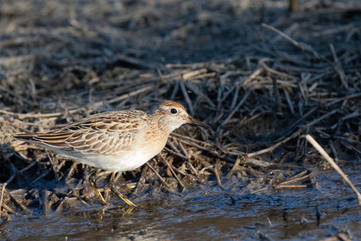 Sharp-tailed Sandpiper (Calidris acuminata)