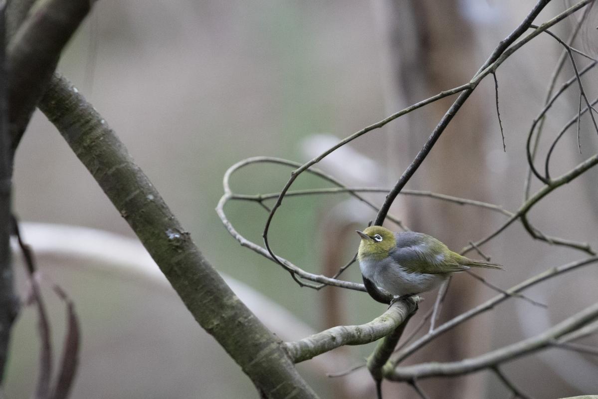 Silvereye (Zosterops lateralis)