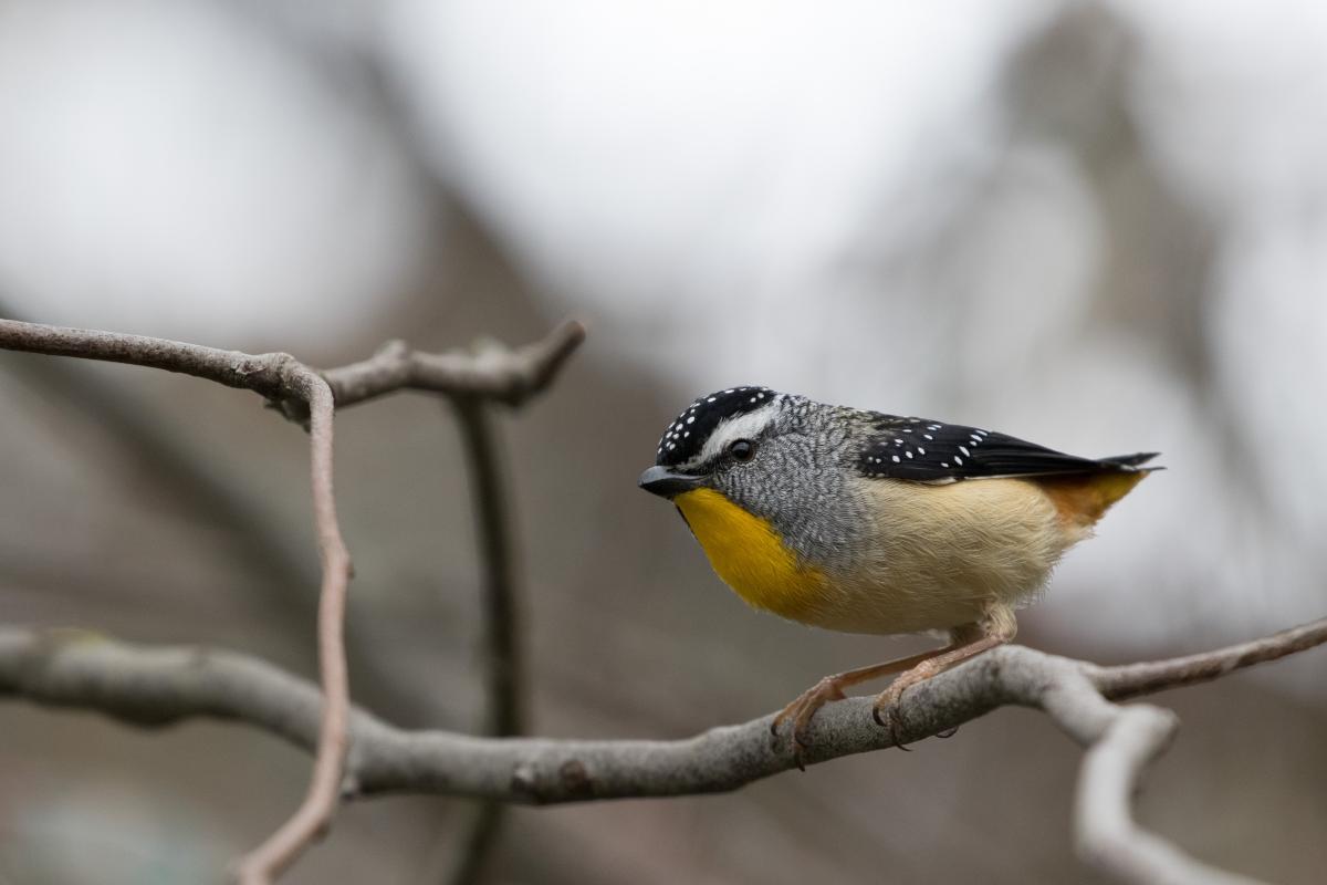 Spotted Pardalote (Pardalotus punctatus)