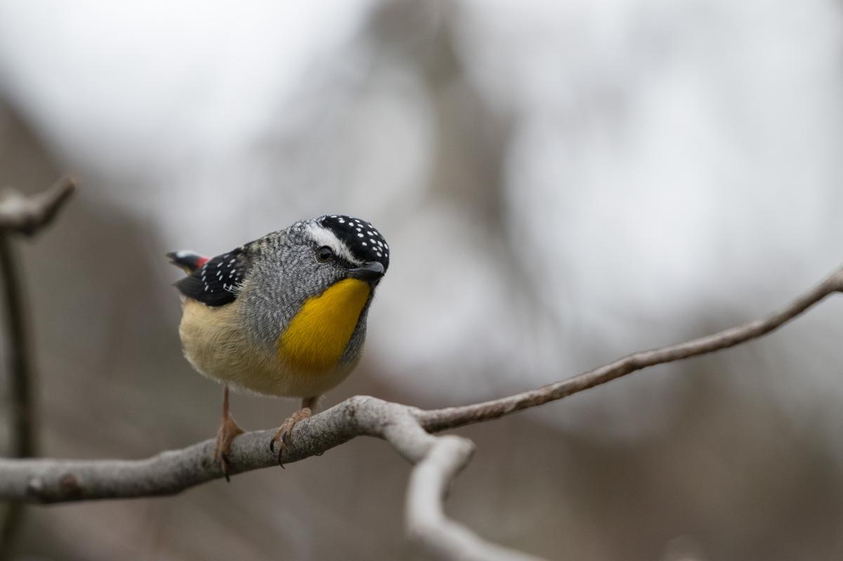 Spotted Pardalote (Pardalotus punctatus)