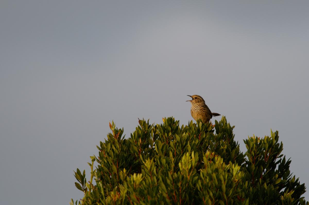 Striated fieldwren (Calamanthus fuliginosus)