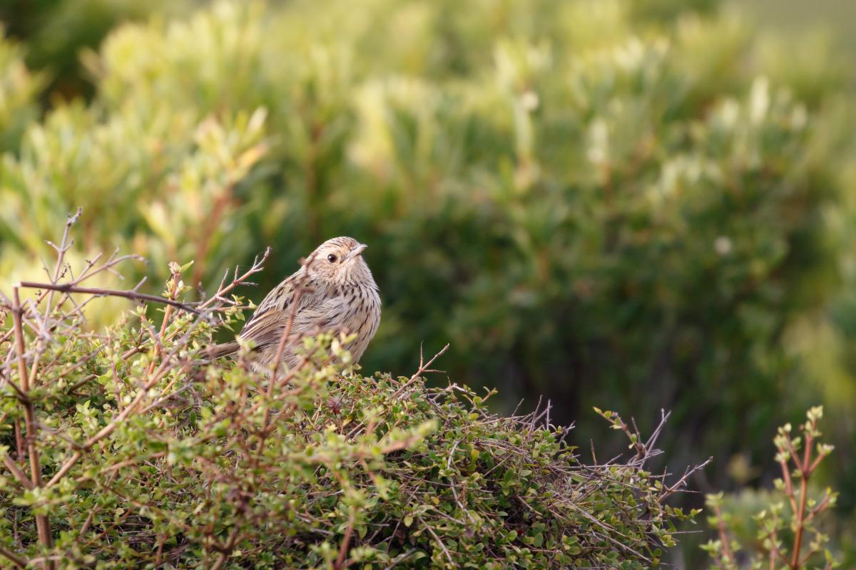 Striated fieldwren (Calamanthus fuliginosus)