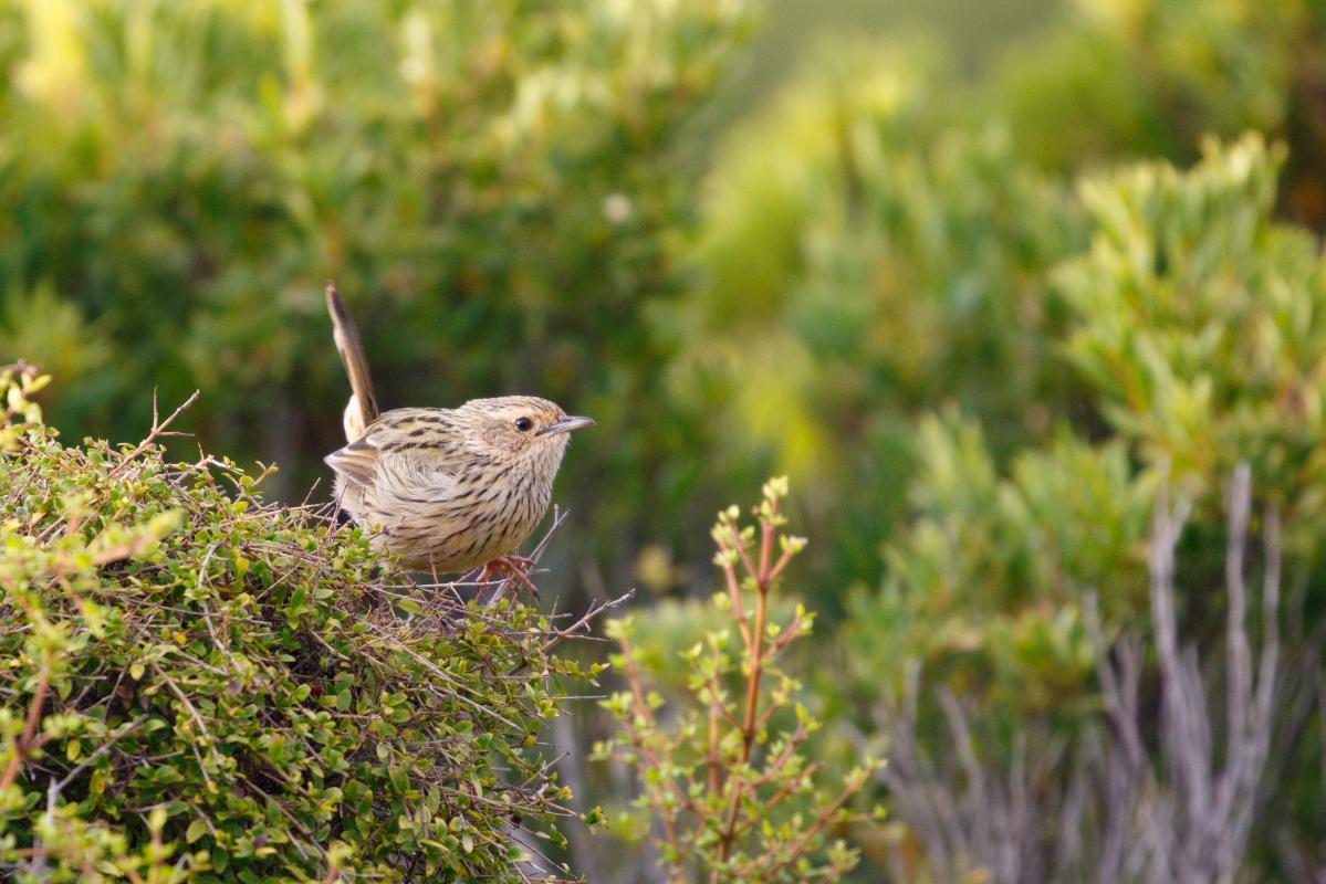 Striated fieldwren (Calamanthus fuliginosus)