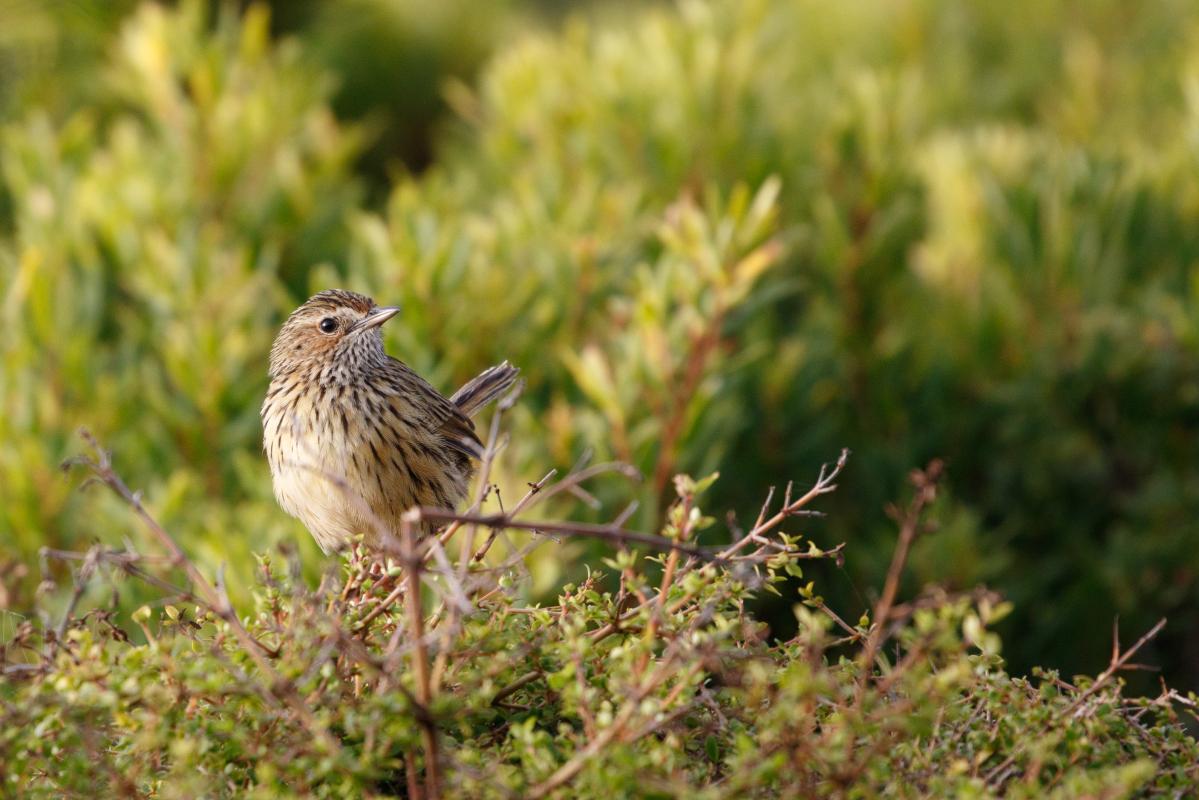 Striated fieldwren (Calamanthus fuliginosus)