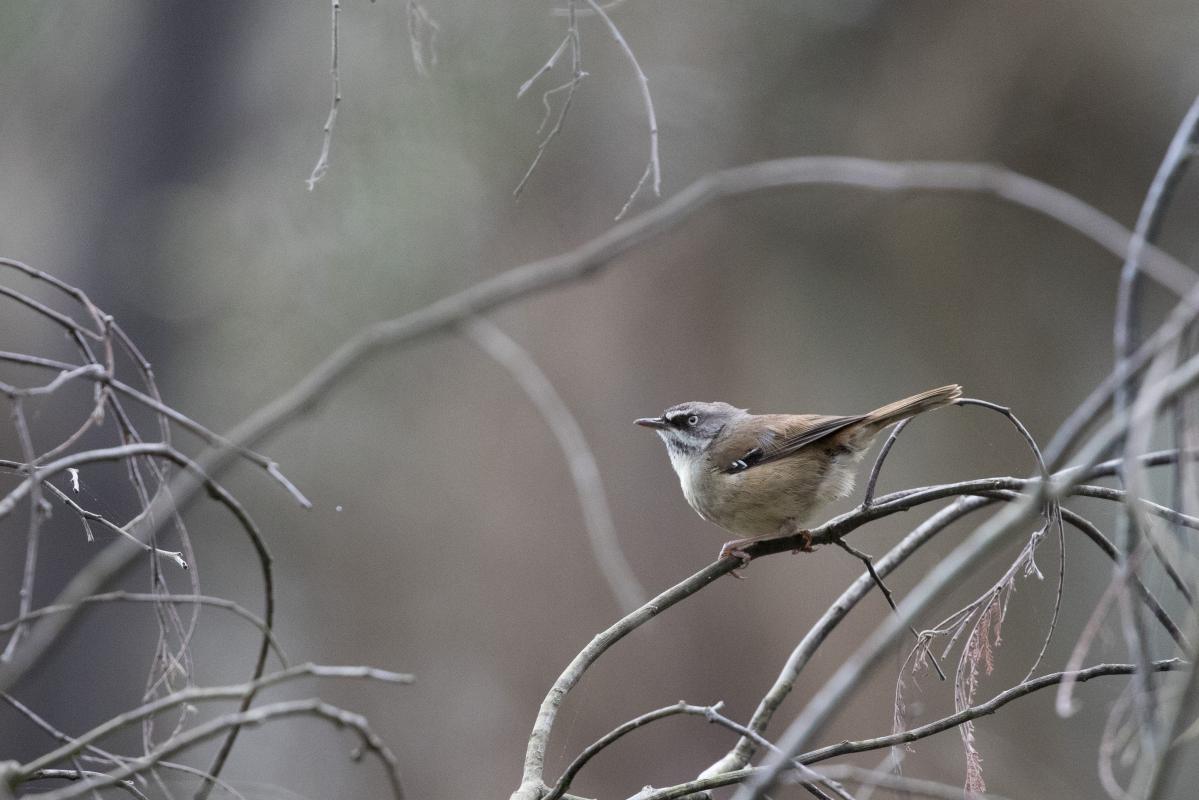 White-browed Scrubwren (Sericornis frontalis)