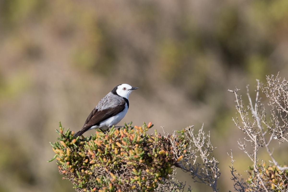 White-fronted Chat (Epthianura albifrons)