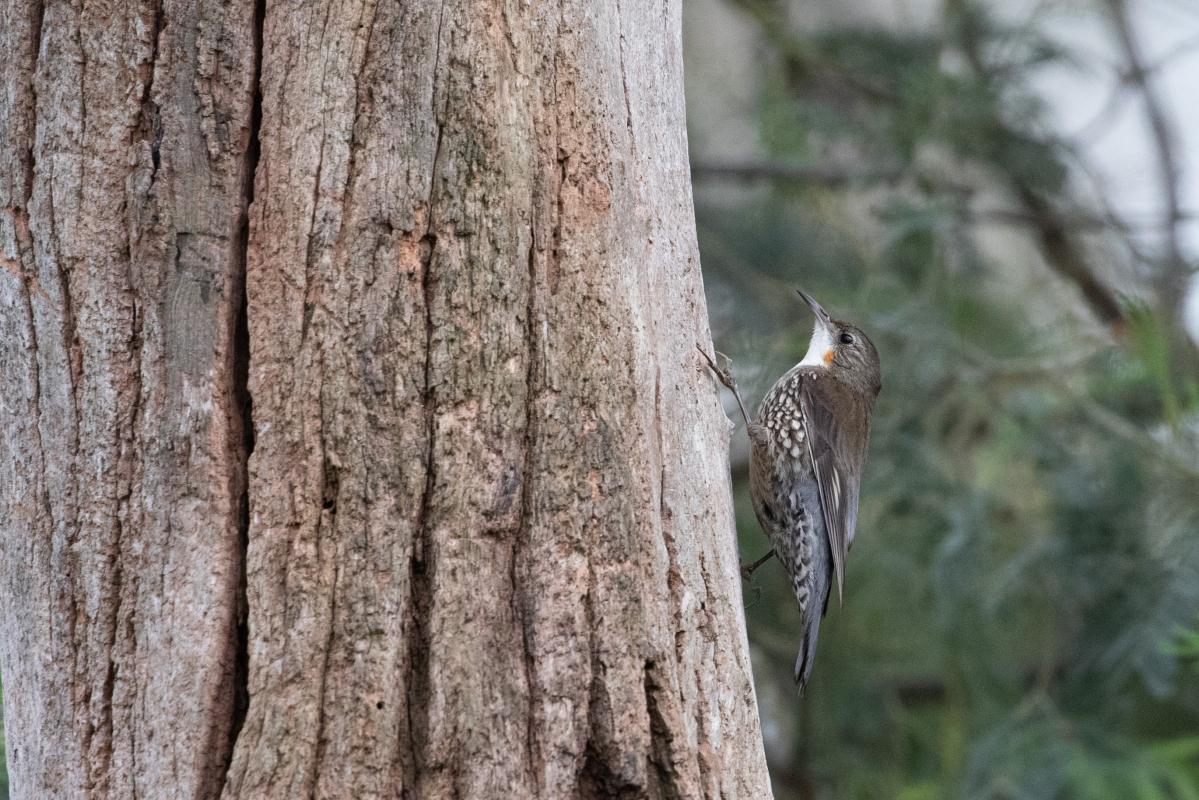 White-throated Treecreeper (Cormobates leucophaea)