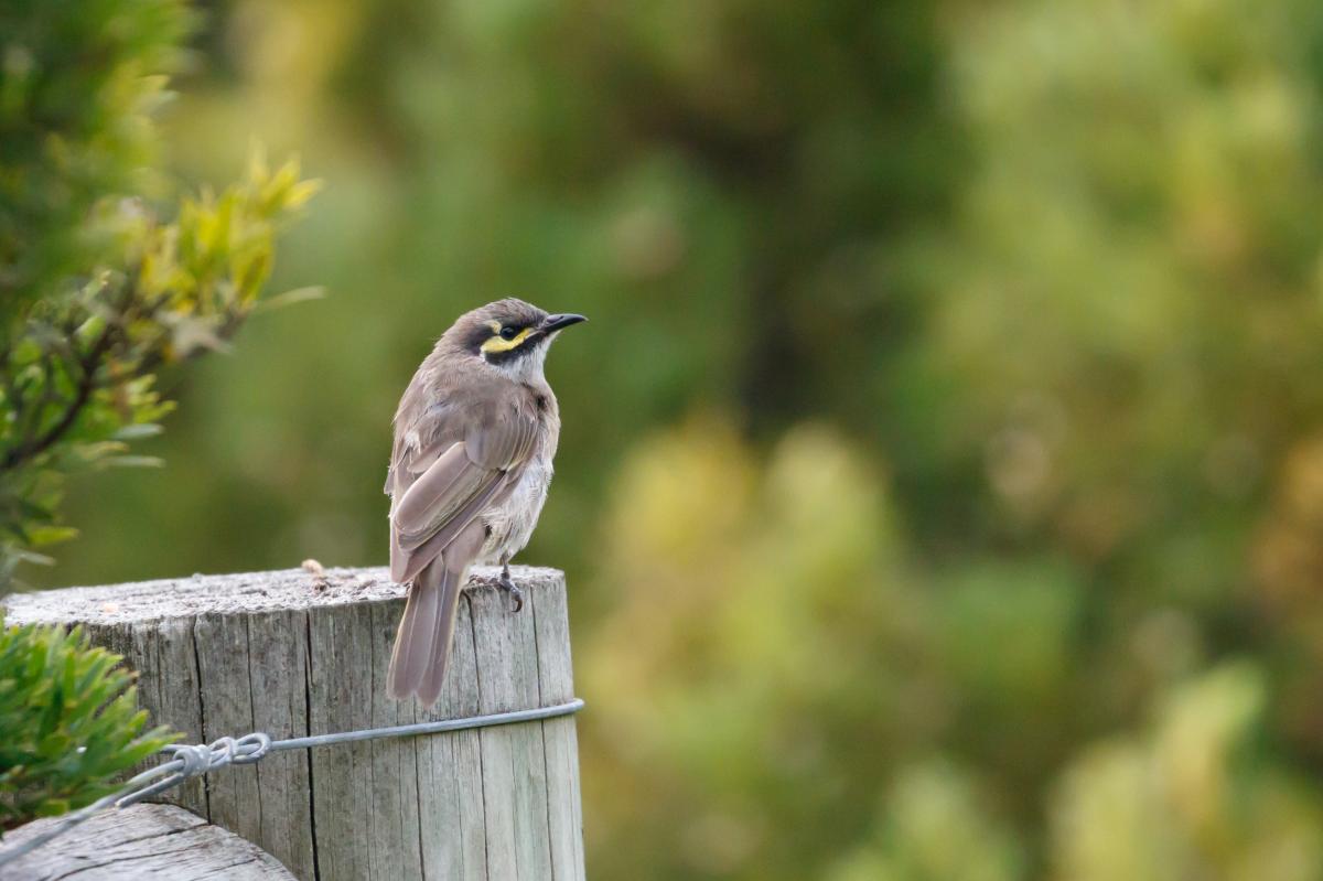 Yellow-faced Honeyeater (Lichenostomus chrysops)