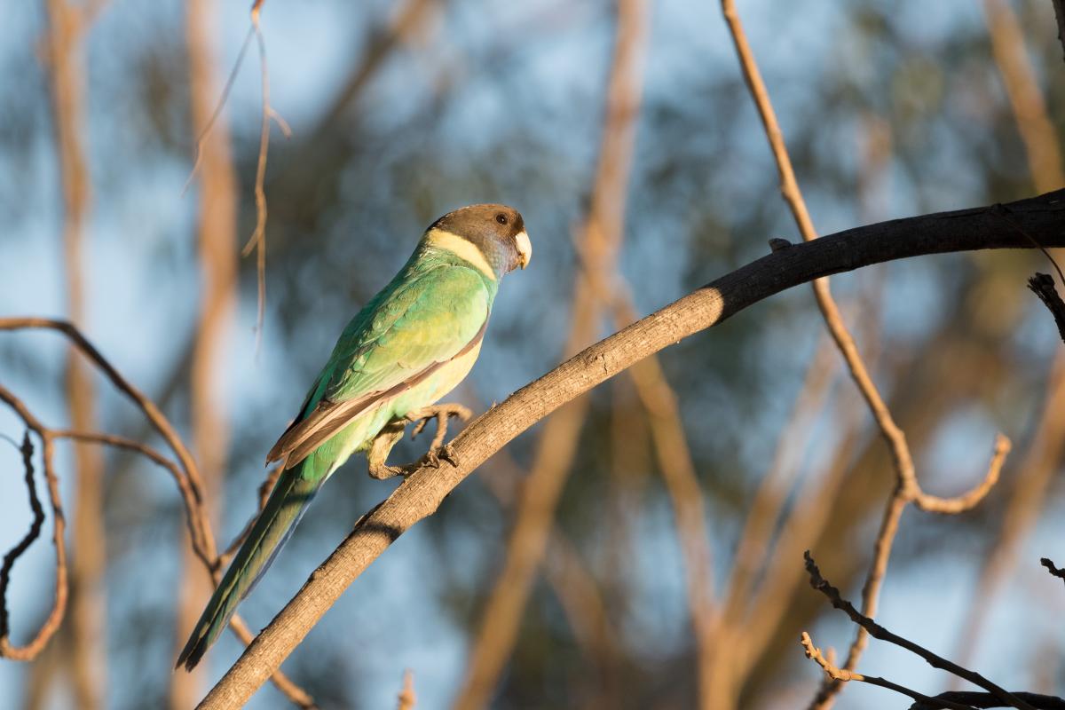 Australian ringneck (Barnardius zonarius)