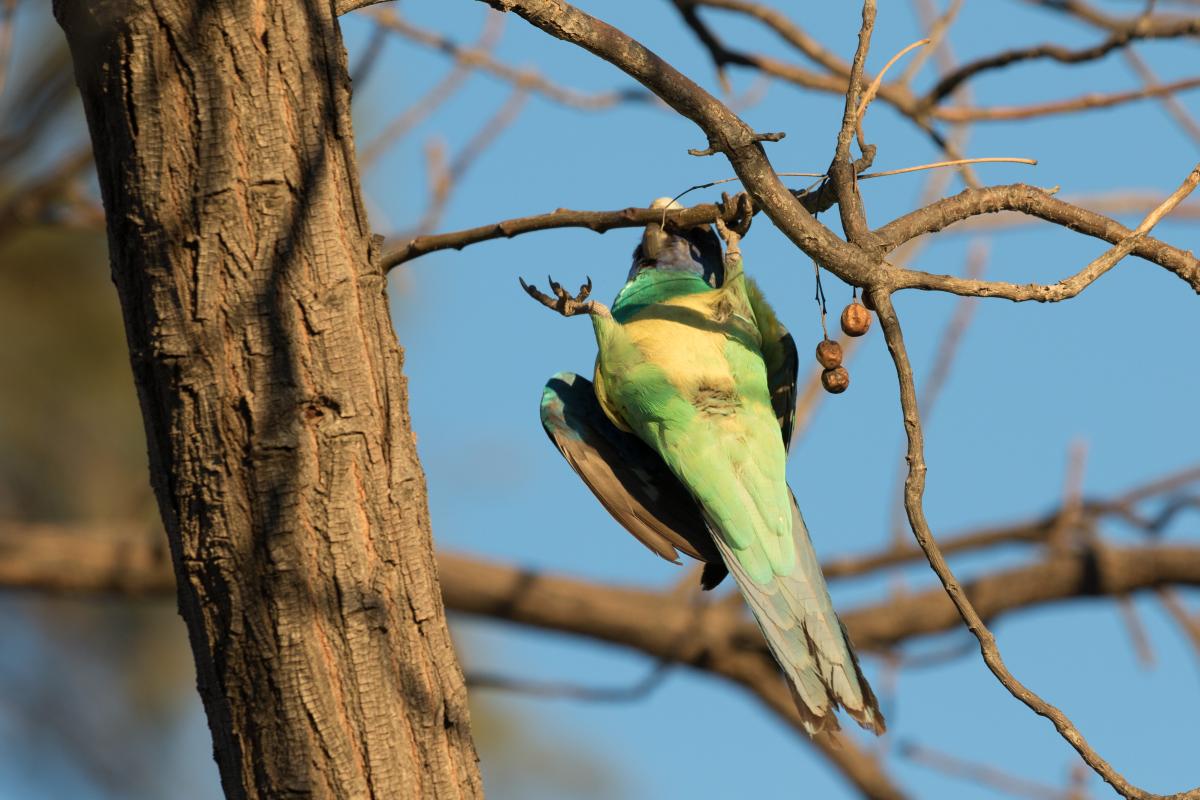 Australian ringneck (Barnardius zonarius)