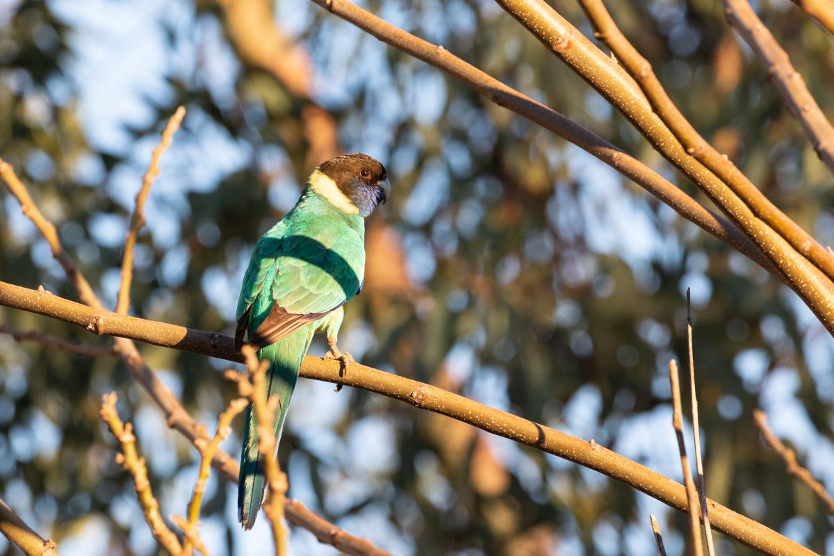 Australian ringneck (Barnardius zonarius)