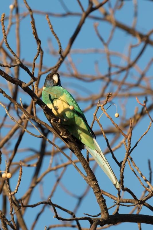 Australian ringneck (Barnardius zonarius)