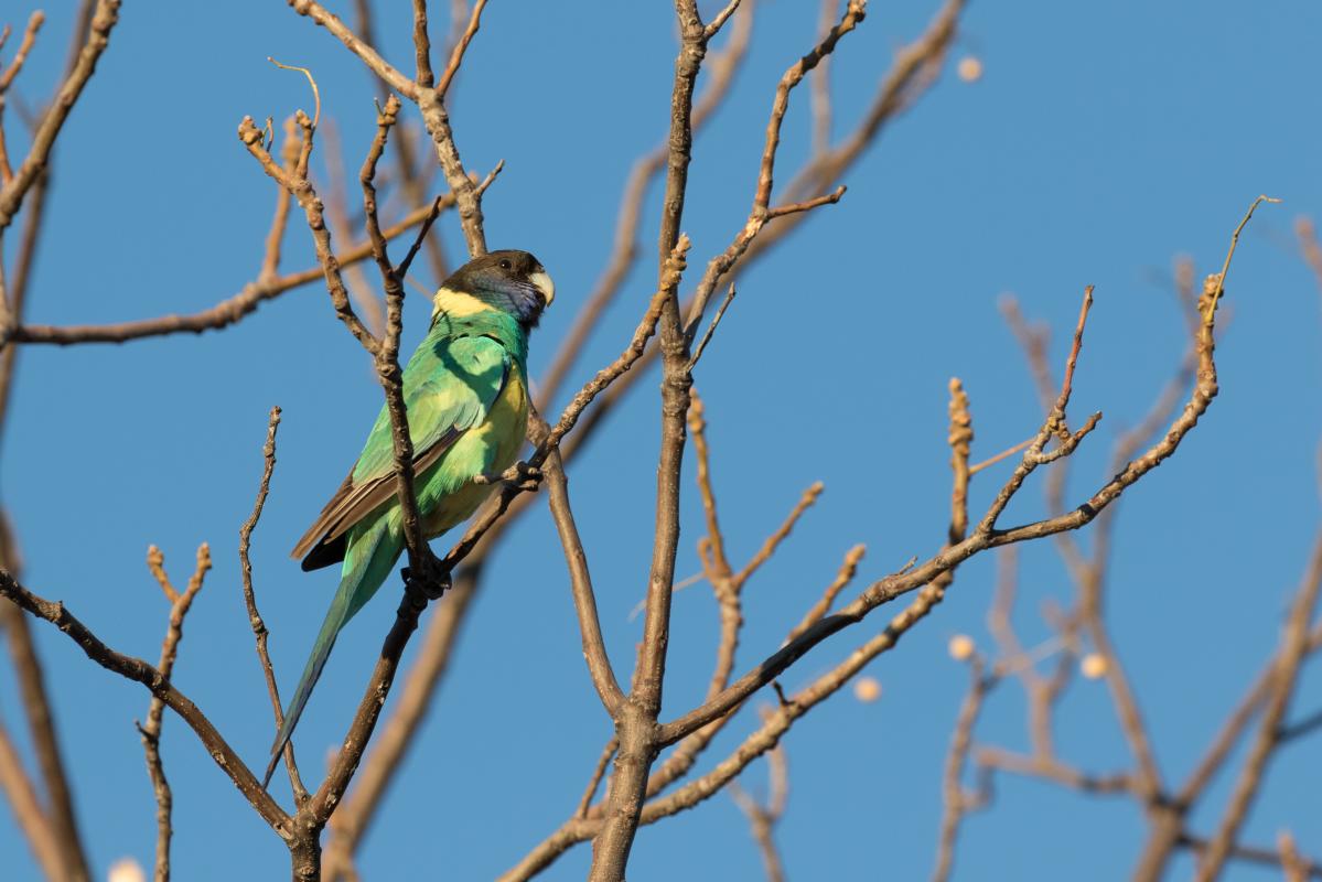 Australian ringneck (Barnardius zonarius)