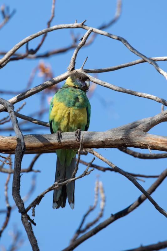 Australian ringneck (Barnardius zonarius)