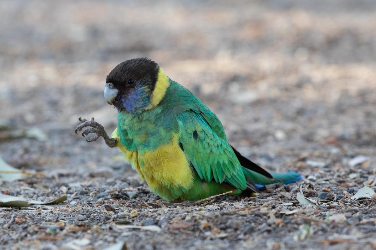 Australian ringneck (Barnardius zonarius)