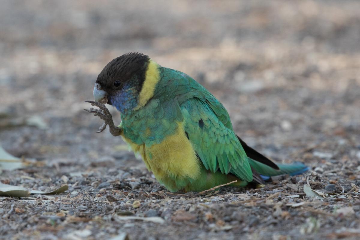 Australian ringneck (Barnardius zonarius)