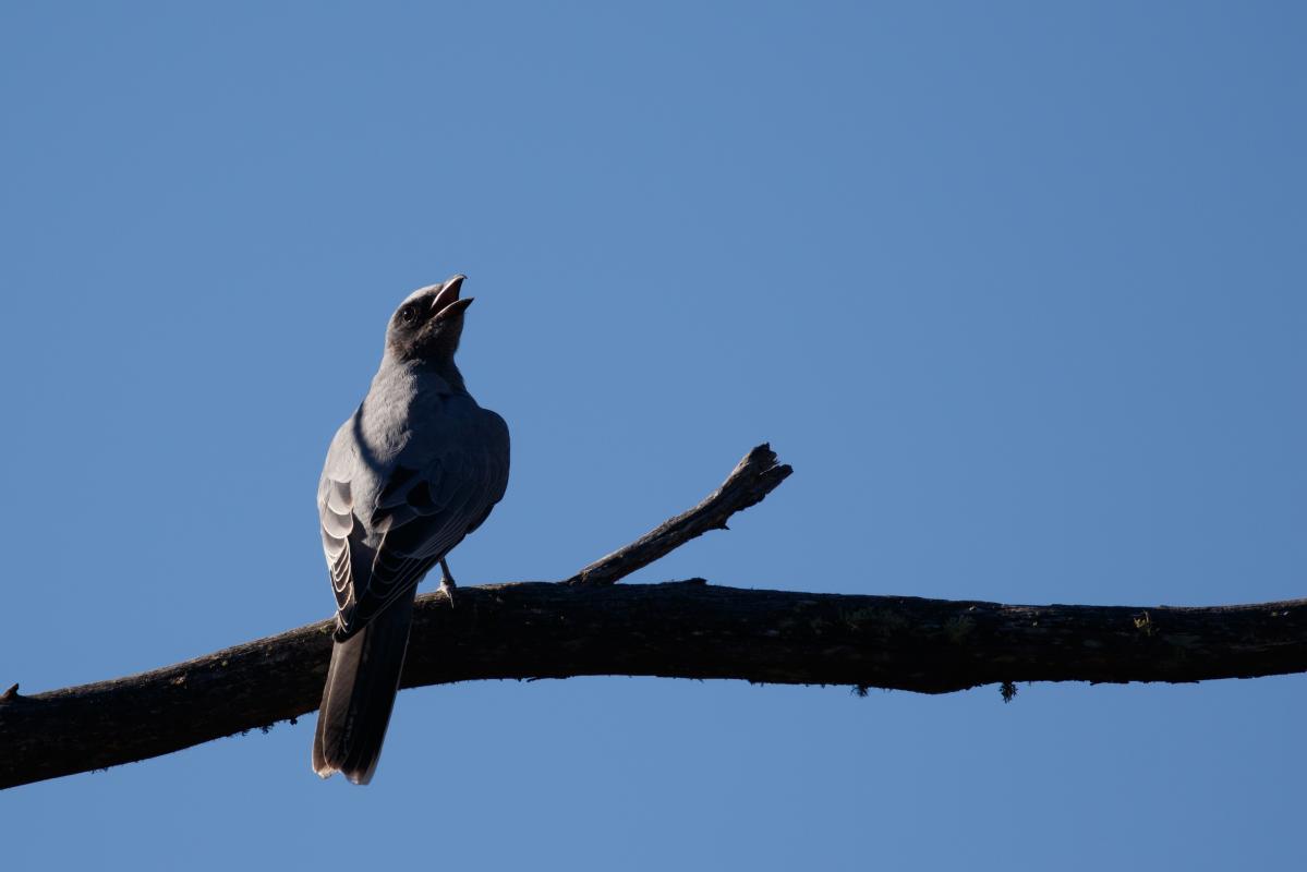 Black-faced Cuckoo-shrike (Coracina novaehollandiae)