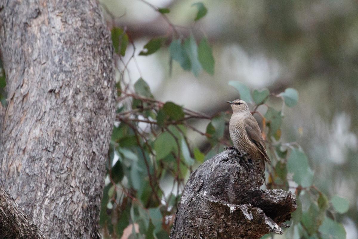 Brown Treecreeper (Climacteris picumnus)