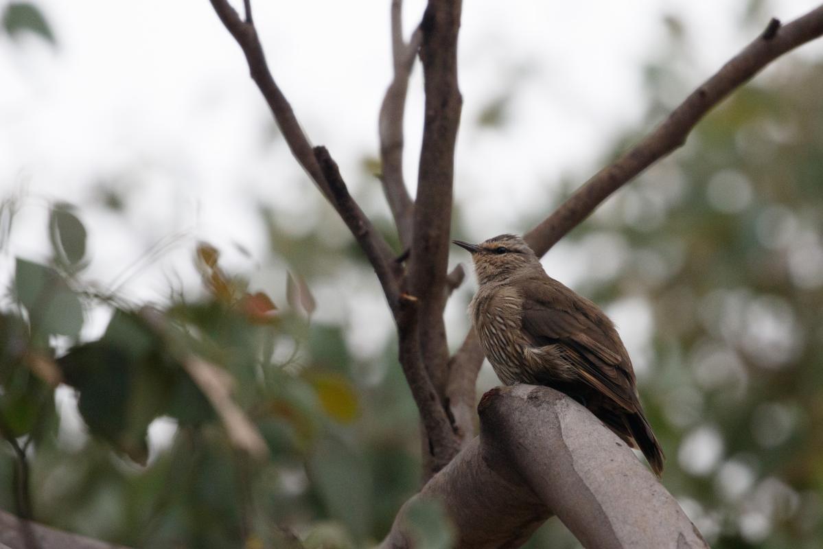 Brown Treecreeper (Climacteris picumnus)