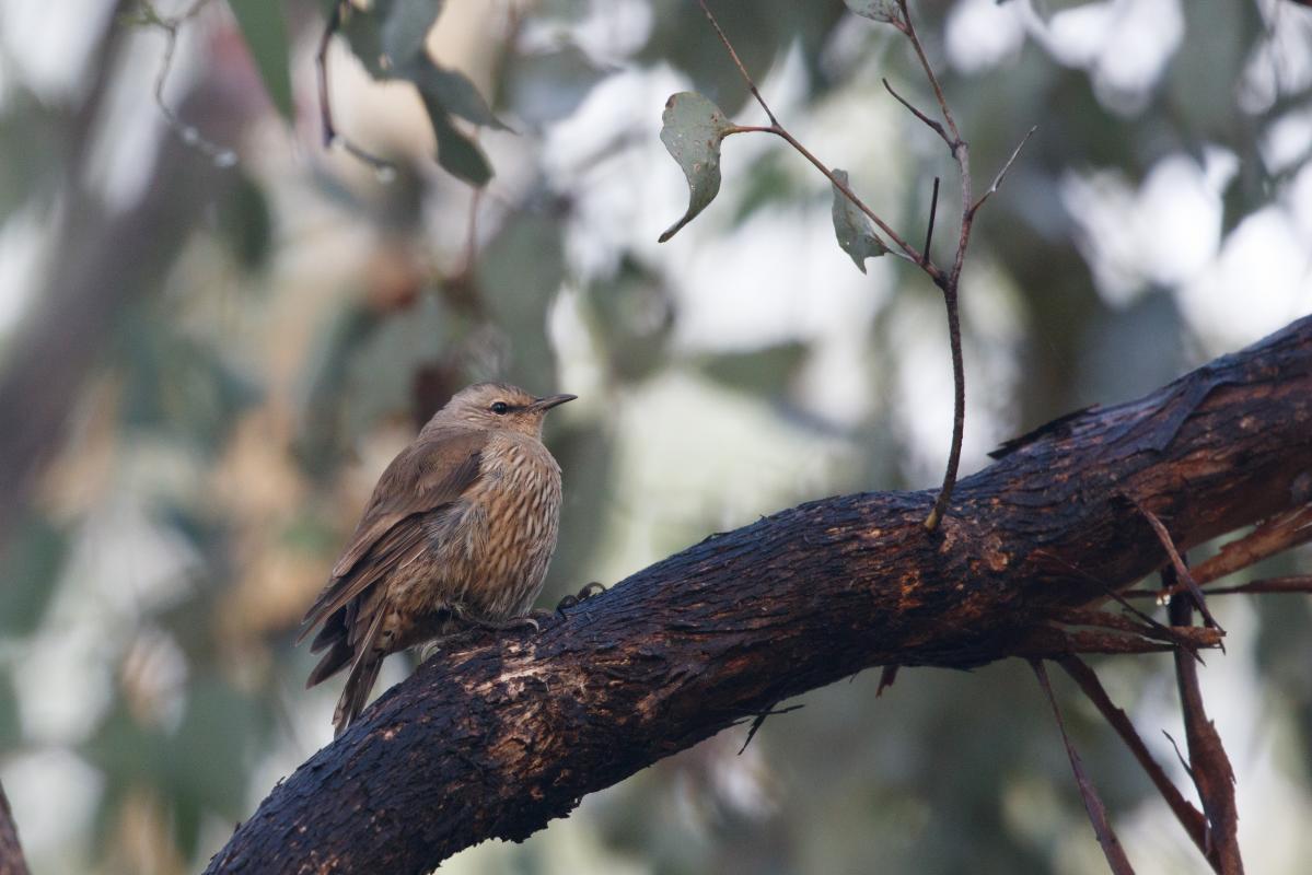 Brown Treecreeper (Climacteris picumnus)