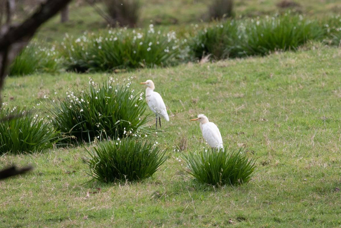 Cattle Egret (Bubulcus ibis)