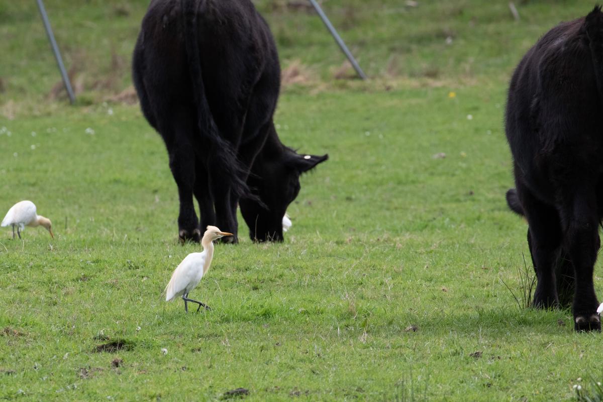 Cattle Egret (Bubulcus ibis)