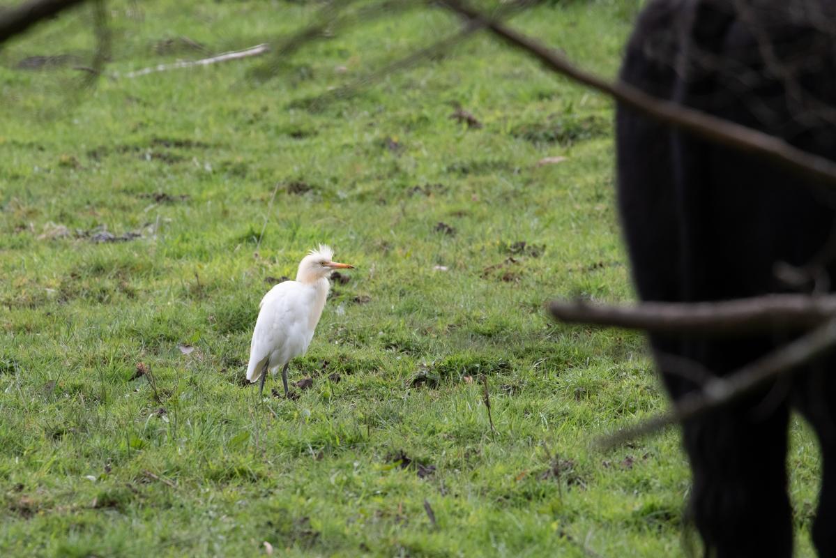 Cattle Egret (Bubulcus ibis)