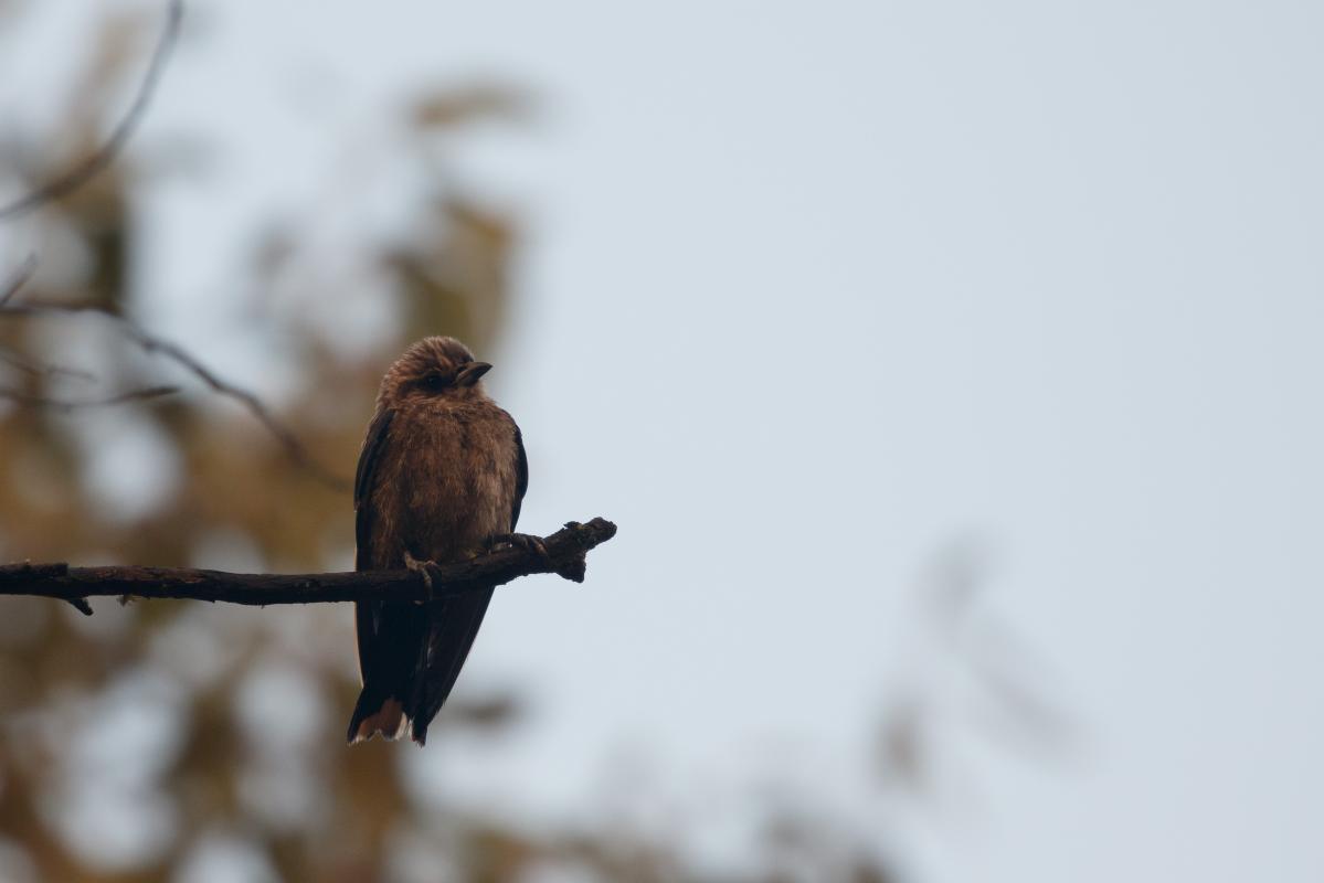 Dusky Woodswallow (Artamus cyanopterus)