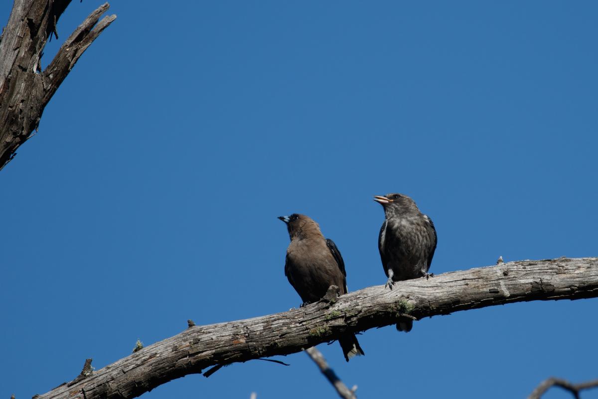 Dusky Woodswallow (Artamus cyanopterus)