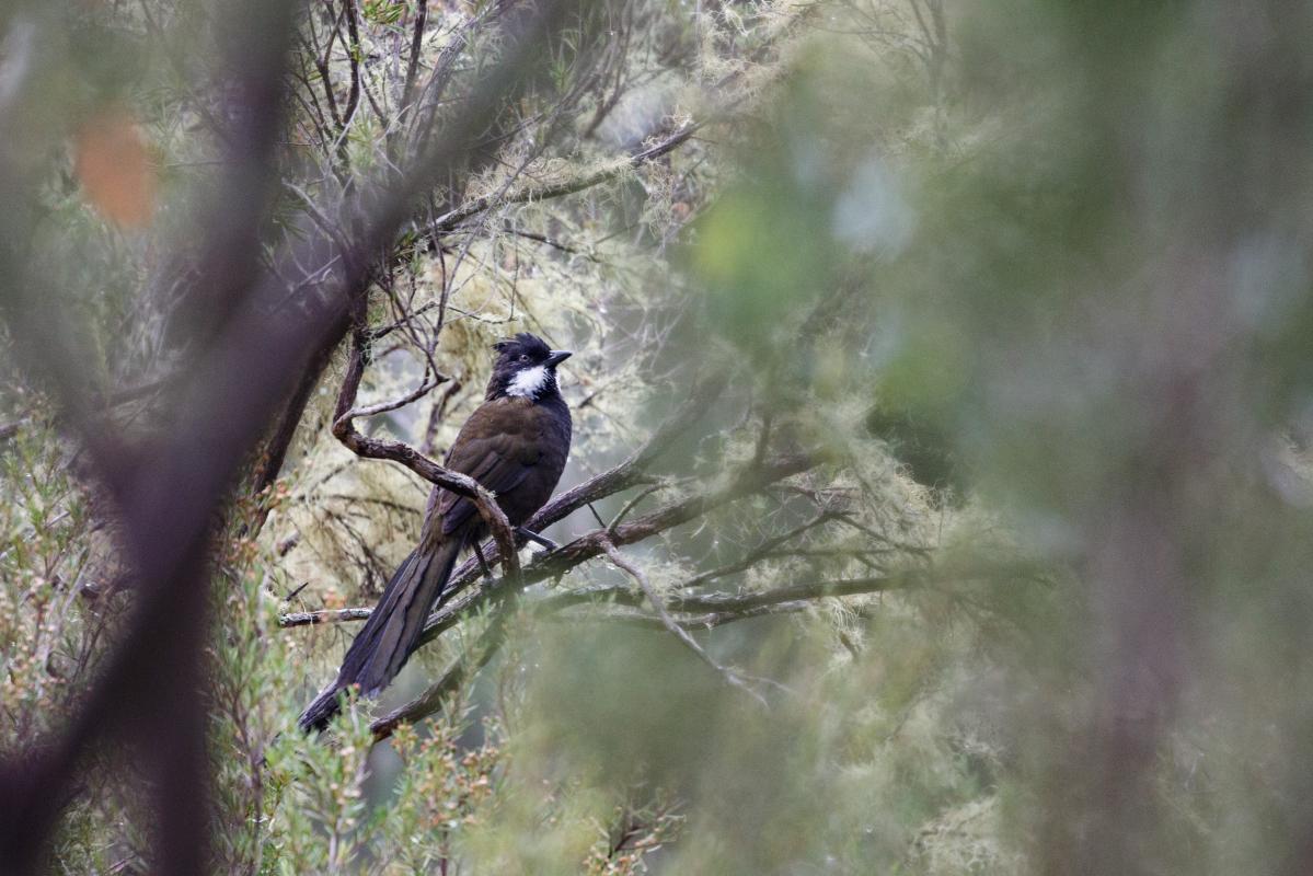 Eastern whipbird (Psophodes olivaceus)