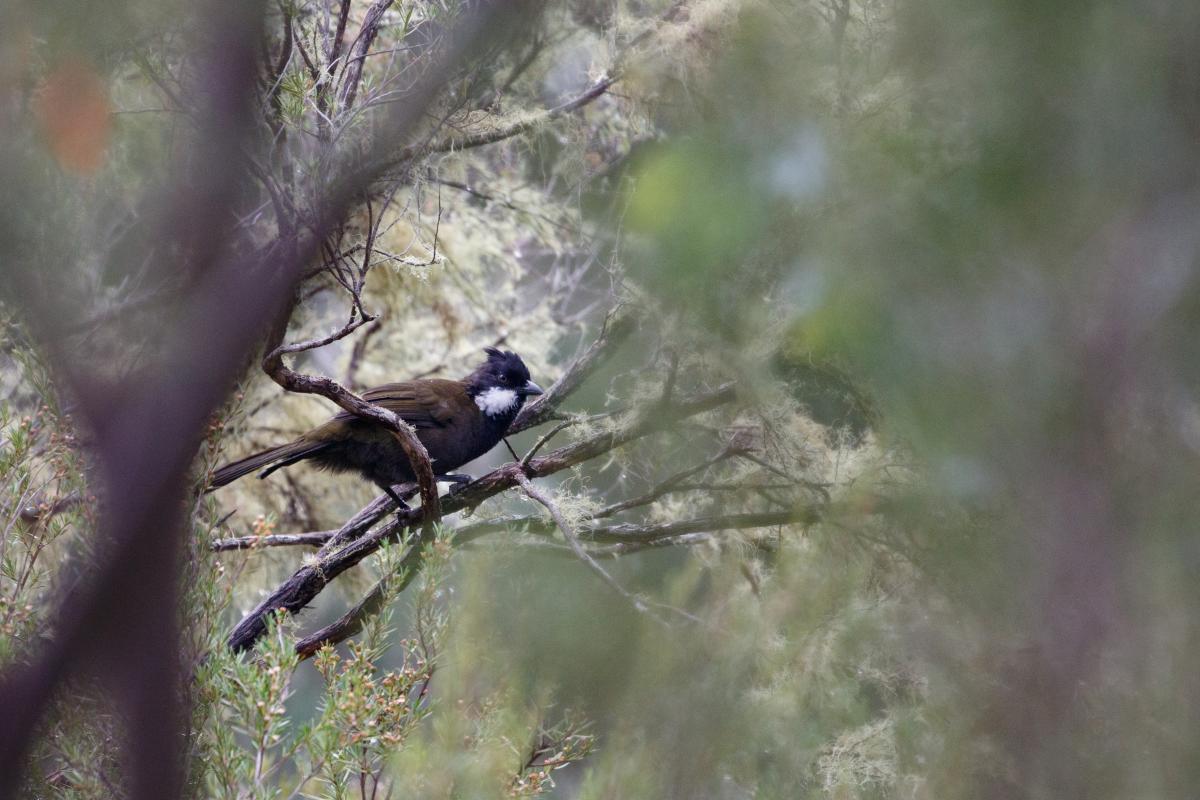 Eastern whipbird (Psophodes olivaceus)