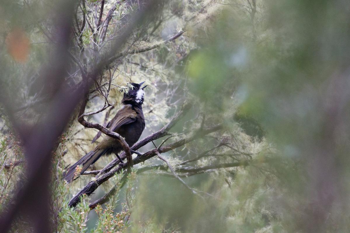 Eastern whipbird (Psophodes olivaceus)