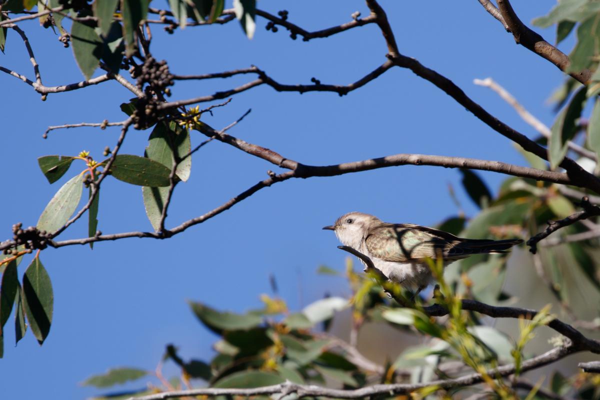 Fan-tailed cuckoo (Cacomantis flabelliformis)