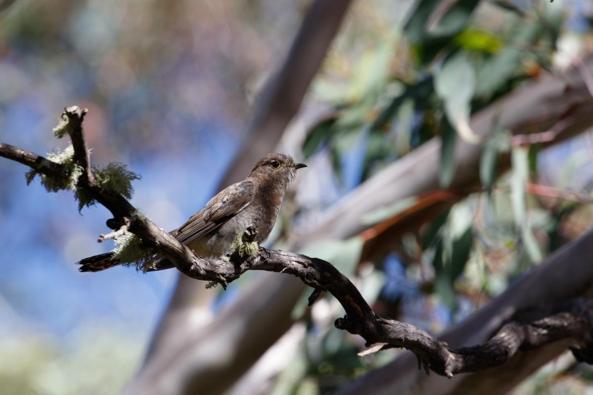 Fan-tailed cuckoo (Cacomantis flabelliformis)