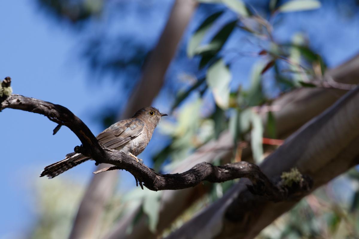 Fan-tailed cuckoo (Cacomantis flabelliformis)