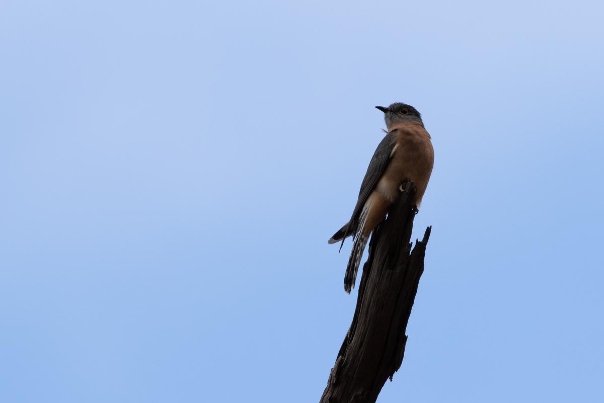 Fan-tailed cuckoo (Cacomantis flabelliformis)