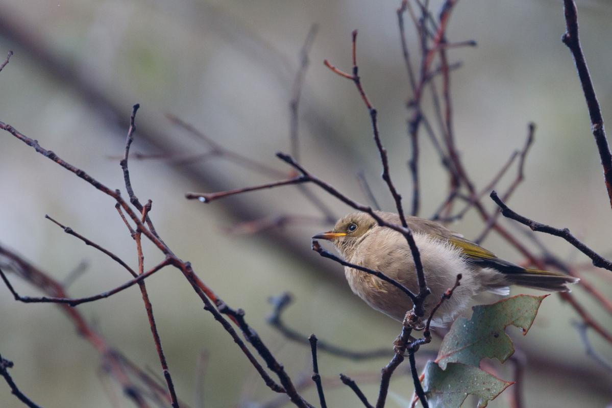 Fuscous honeyeater (Ptilotula fusca)