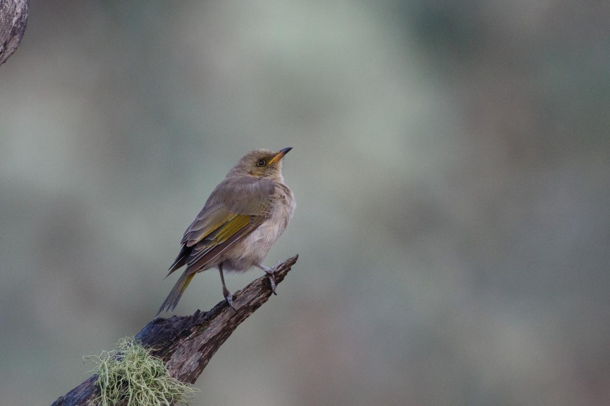 Fuscous honeyeater (Ptilotula fusca)