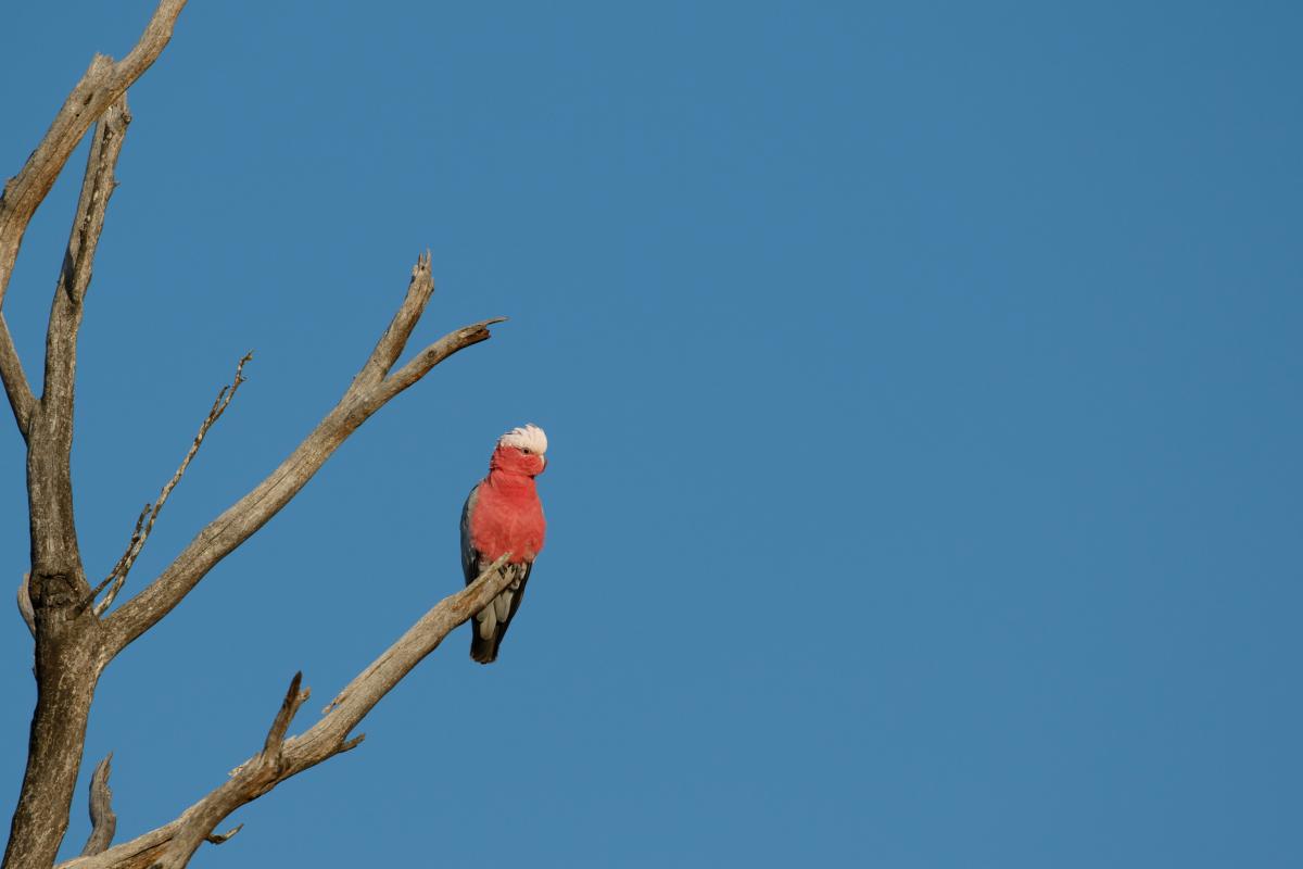 Galah (Eolophus roseicapilla)