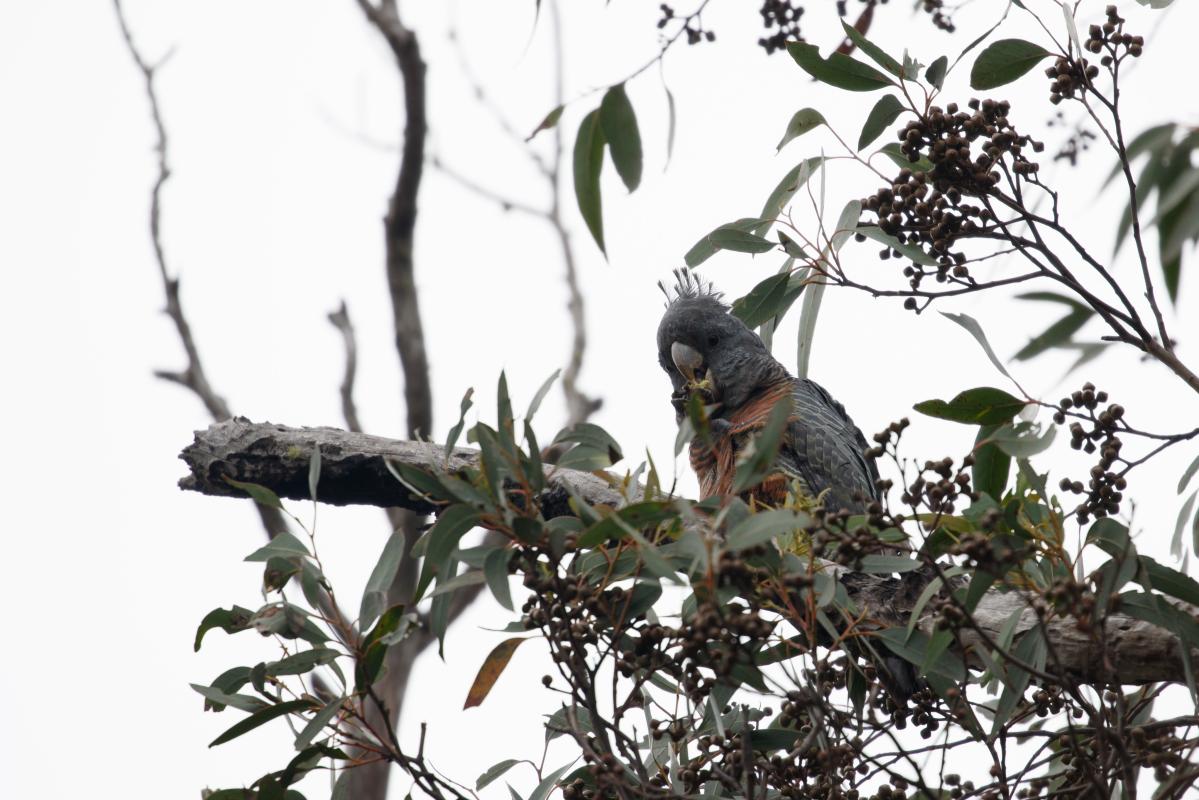 Gang-gang cockatoo (Callocephalon fimbriatum)