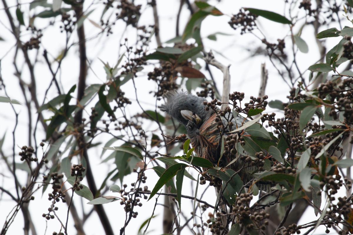 Gang-gang cockatoo (Callocephalon fimbriatum)