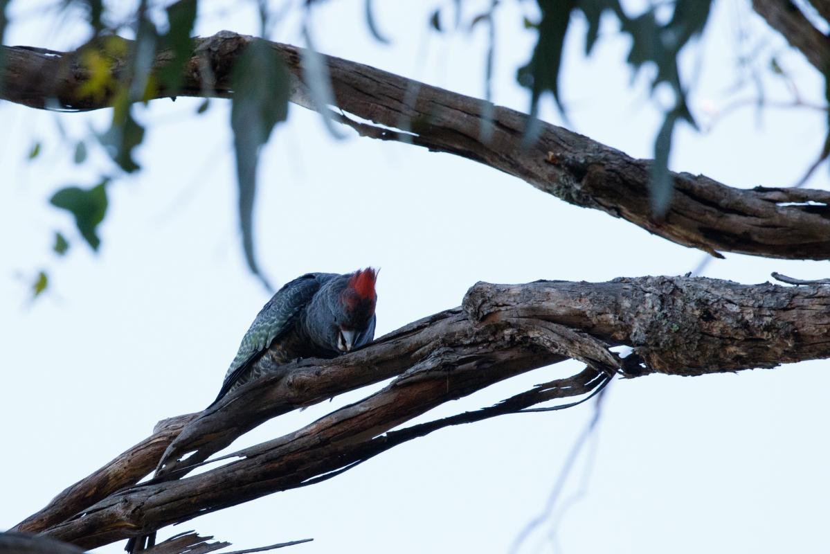 Gang-gang cockatoo (Callocephalon fimbriatum)