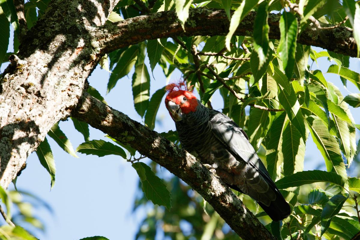 Gang-gang cockatoo (Callocephalon fimbriatum)