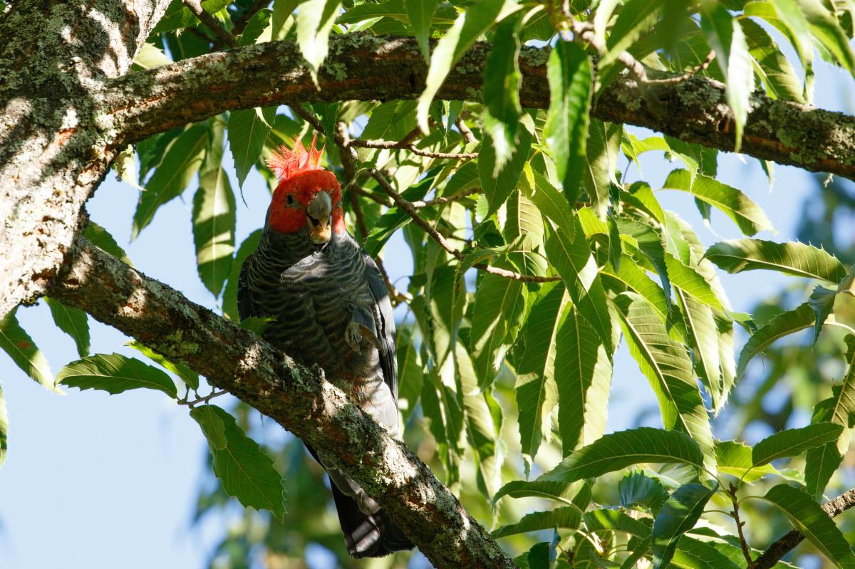 Gang-gang cockatoo (Callocephalon fimbriatum)