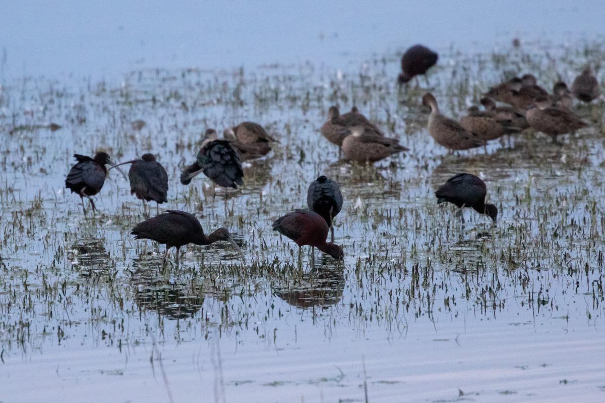 Glossy ibis (Plegadis falcinellus)