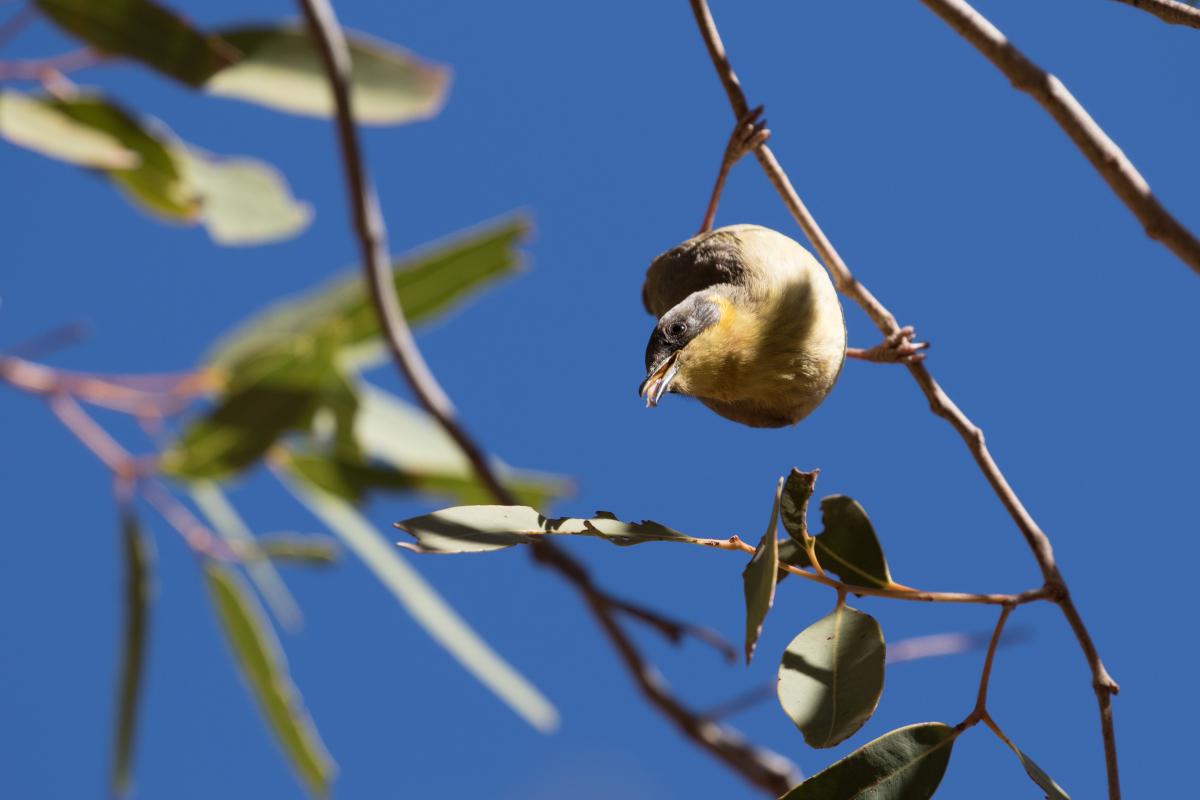 Grey-headed honeyeater (Ptilotula keartlandi)